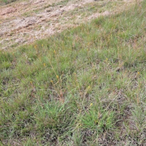 Bulbine bulbosa at Croke Place Grassland (CPG) - 5 Nov 2023 03:56 PM