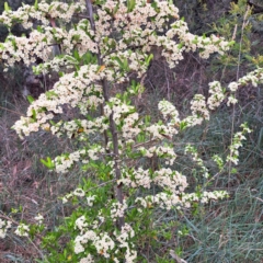 Pyracantha fortuneana (Firethorn) at McKellar, ACT - 5 Nov 2023 by abread111