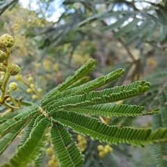 Acacia mearnsii (Black Wattle) at McKellar, ACT - 5 Nov 2023 by abread111