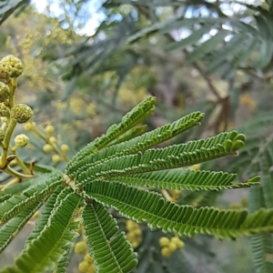 Acacia mearnsii at Croke Place Grassland (CPG) - 5 Nov 2023 04:14 PM