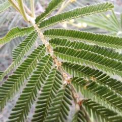 Acacia mearnsii at Croke Place Grassland (CPG) - 5 Nov 2023 04:14 PM