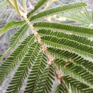 Acacia mearnsii at Croke Place Grassland (CPG) - 5 Nov 2023 04:14 PM