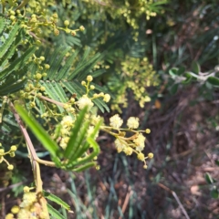 Acacia mearnsii at Croke Place Grassland (CPG) - 5 Nov 2023 04:14 PM