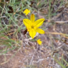 Tricoryne elatior (Yellow Rush Lily) at Croke Place Grassland (CPG) - 5 Nov 2023 by abread111