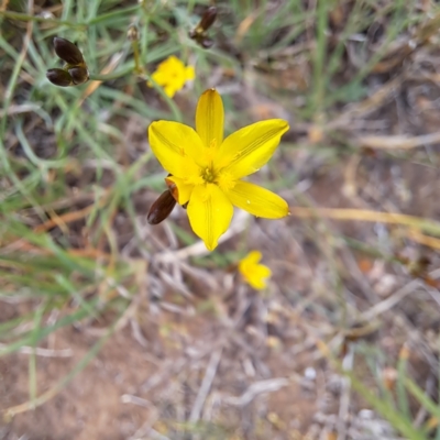 Tricoryne elatior (Yellow Rush Lily) at McKellar, ACT - 5 Nov 2023 by abread111