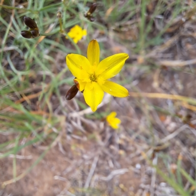 Tricoryne elatior (Yellow Rush Lily) at Croke Place Grassland (CPG) - 5 Nov 2023 by abread111