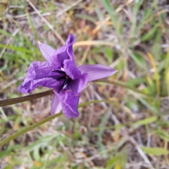 Arthropodium fimbriatum (Nodding Chocolate Lily) at Croke Place Grassland (CPG) - 5 Nov 2023 by abread111