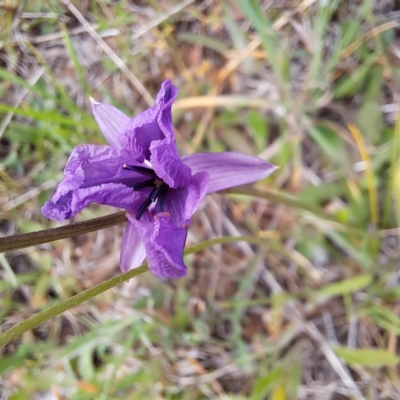 Arthropodium fimbriatum (Nodding Chocolate Lily) at McKellar, ACT - 5 Nov 2023 by abread111