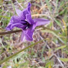 Arthropodium fimbriatum at Croke Place Grassland (CPG) - 5 Nov 2023