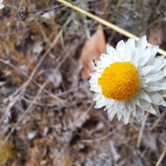 Leucochrysum albicans subsp. tricolor (Hoary Sunray) at McKellar, ACT - 5 Nov 2023 by abread111