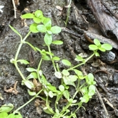 Callitriche stagnalis (Common Starwort) at Kangaroo Valley, NSW - 6 Nov 2023 by lbradleyKV