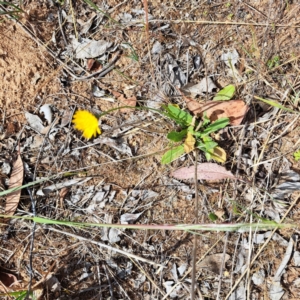 Hypochaeris radicata at Croke Place Grassland (CPG) - 5 Nov 2023