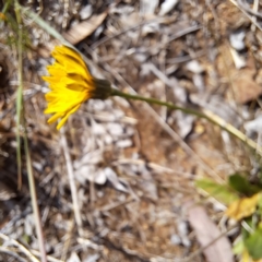 Hypochaeris radicata at Croke Place Grassland (CPG) - 5 Nov 2023