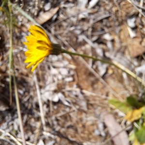 Hypochaeris radicata at Croke Place Grassland (CPG) - 5 Nov 2023