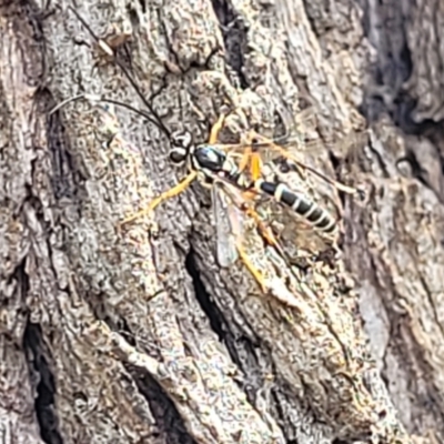 Ichneumonidae (family) (Unidentified ichneumon wasp) at O'Connor, ACT - 6 Nov 2023 by trevorpreston