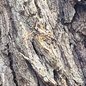 Ichneumonidae (family) at O'Connor, ACT - 6 Nov 2023 11:43 AM