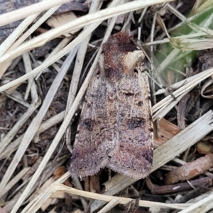 Agrotis porphyricollis at O'Connor, ACT - 6 Nov 2023