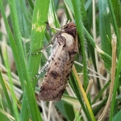 Agrotis porphyricollis at O'Connor, ACT - 6 Nov 2023 11:40 AM