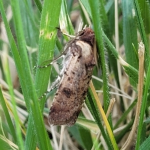 Agrotis porphyricollis at O'Connor, ACT - 6 Nov 2023