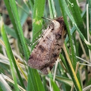 Agrotis porphyricollis at O'Connor, ACT - 6 Nov 2023