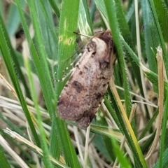 Agrotis porphyricollis at O'Connor, ACT - 6 Nov 2023