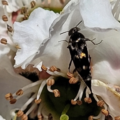 Mordellidae (family) (Unidentified pintail or tumbling flower beetle) at Banksia Street Wetland Corridor - 6 Nov 2023 by trevorpreston