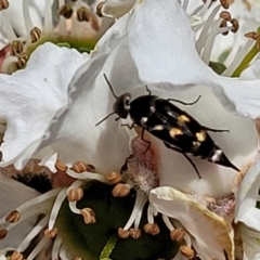 Mordellidae (family) at Banksia Street Wetland Corridor - 6 Nov 2023