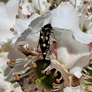 Mordellidae (family) at Banksia Street Wetland Corridor - 6 Nov 2023