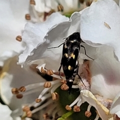 Mordellidae (family) at Banksia Street Wetland Corridor - 6 Nov 2023