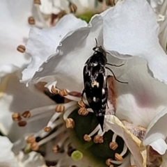 Mordellidae (family) at Banksia Street Wetland Corridor - 6 Nov 2023