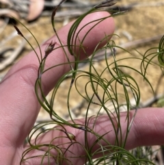 Caustis flexuosa (Curly Wigs) at Woodlands, NSW - 5 Oct 2023 by Tapirlord