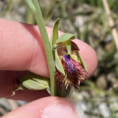 Calochilus campestris (Copper Beard Orchid) at Woodlands, NSW - 5 Oct 2023 by Tapirlord