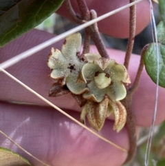 Lasiopetalum ferrugineum var. cordatum at Woodlands, NSW - 5 Oct 2023 by Tapirlord