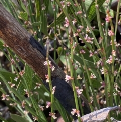 Amperea xiphoclada var. xiphoclada (Broom Spurge) at Woodlands, NSW - 5 Oct 2023 by Tapirlord