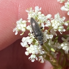 Alleculinae sp. (Subfamily) (Unidentified Comb-clawed beetle) at Woodlands, NSW - 5 Oct 2023 by Tapirlord