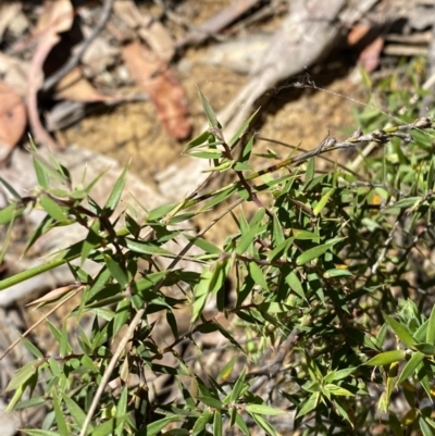 Leucopogon setiger (A Beard Heath) at Wingecarribee Local Government Area - 5 Oct 2023 by Tapirlord