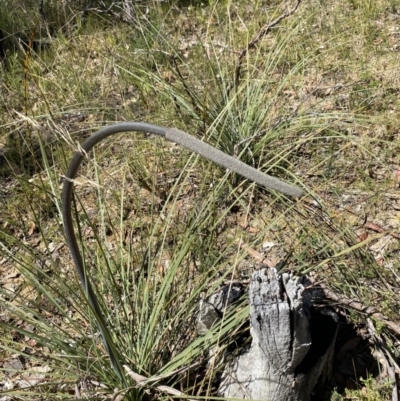 Xanthorrhoea concava (Grass Tree) at Woodlands, NSW - 5 Oct 2023 by Tapirlord