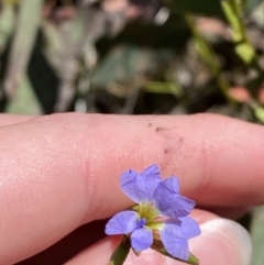Dampiera stricta (Blue Dampiera) at Woodlands, NSW - 5 Oct 2023 by Tapirlord