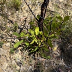 Persoonia levis (Broad-leaved Geebung) at Woodlands, NSW - 5 Oct 2023 by Tapirlord