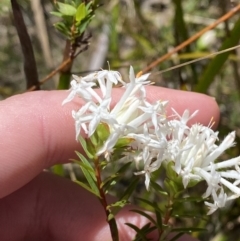 Pimelea linifolia subsp. linoides at Woodlands, NSW - 5 Oct 2023 by Tapirlord