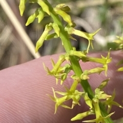 Stackhousia viminea (Slender Stackhousia) at Woodlands, NSW - 5 Oct 2023 by Tapirlord