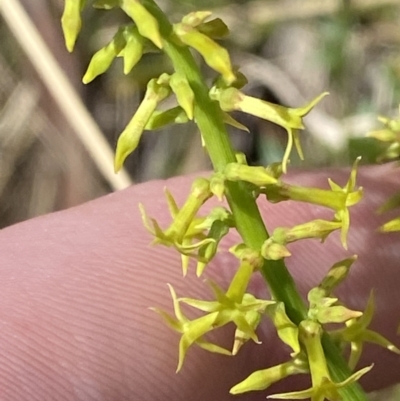 Stackhousia viminea (Slender Stackhousia) at Woodlands, NSW - 5 Oct 2023 by Tapirlord