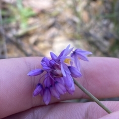 Sowerbaea juncea (Vanilla Lily) at Woodlands, NSW - 5 Oct 2023 by Tapirlord