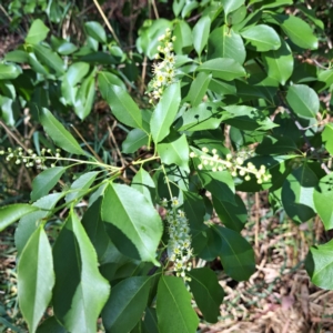 Prunus serotina at Undefined Area - 5 Nov 2023 04:09 PM
