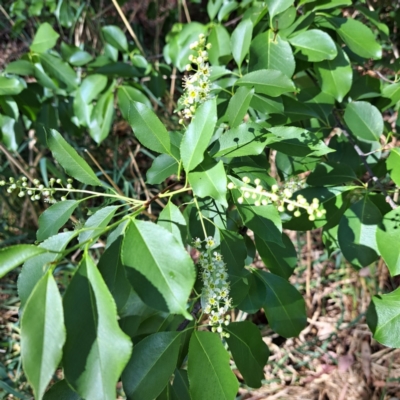 Prunus serotina (Black Cherry) at McKellar, ACT - 5 Nov 2023 by abread111