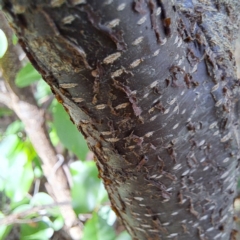 Prunus serotina at Croke Place Grassland (CPG) - 5 Nov 2023 04:09 PM