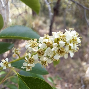 Prunus serotina at Undefined Area - 5 Nov 2023 04:09 PM