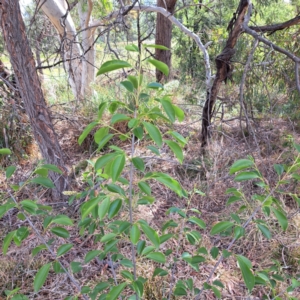 Prunus serotina at Undefined Area - 5 Nov 2023 04:09 PM