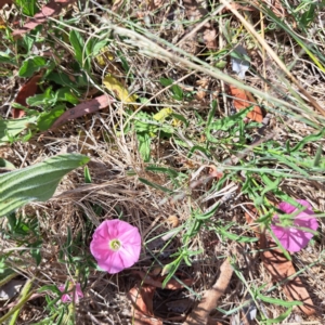 Convolvulus angustissimus subsp. angustissimus at Croke Place Grassland (CPG) - 5 Nov 2023