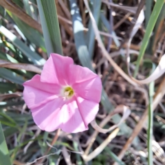 Convolvulus angustissimus subsp. angustissimus at Croke Place Grassland (CPG) - 5 Nov 2023